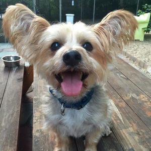 Meet your Posher, Oliver